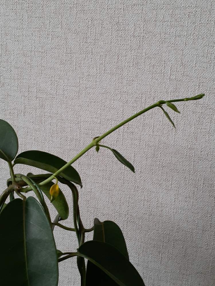 マダガスカルジャスミンの成長 Greensnap グリーンスナップ