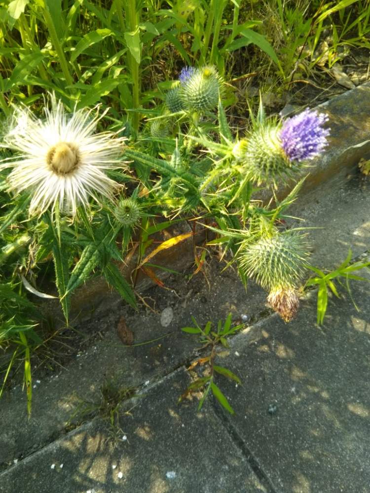 アメリカオニアザミの投稿画像 By ケニチさん アメリカオニアザミの綿毛とピンク色の花と良く見かける 月8月8日 Greensnap グリーンスナップ