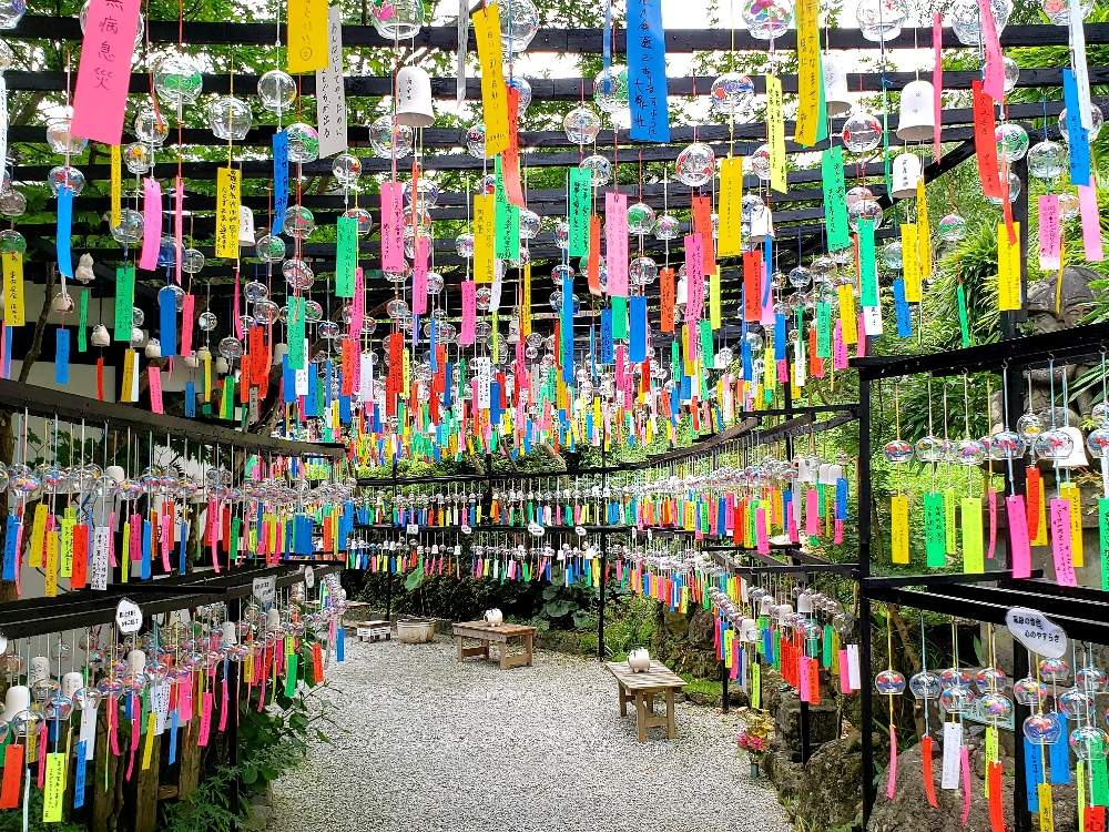 チーム福岡の投稿画像 By こいちゃんさん 月8月8日 Greensnap グリーンスナップ