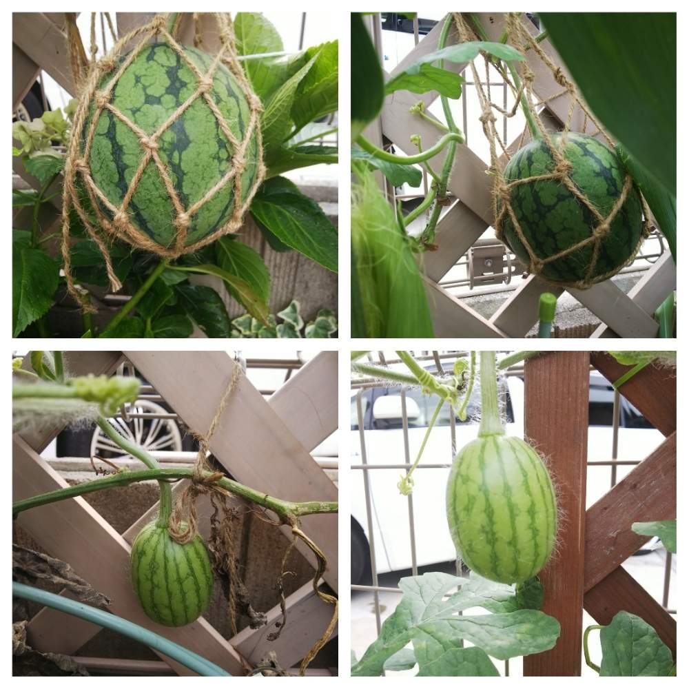 小玉スイカの投稿画像 By Tkmさん 家庭菜園と花壇とおうちde菜園 月8月8日 Greensnap グリーンスナップ