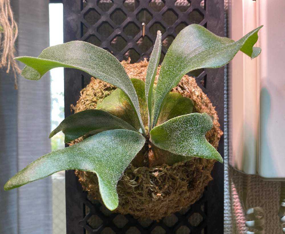 完 158円ネザーランドの成長記録 19 11 13 21 3 11 Greensnap グリーンスナップ