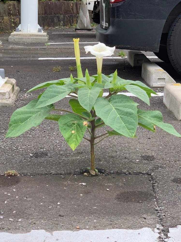 ハヤピンさんの投稿画像 月8月8日 Greensnap グリーンスナップ