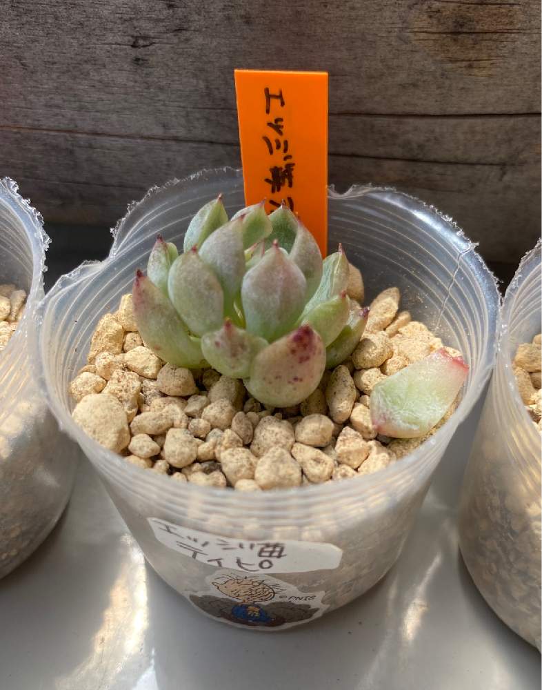 苺ティピ 多肉植物 【公式通販】