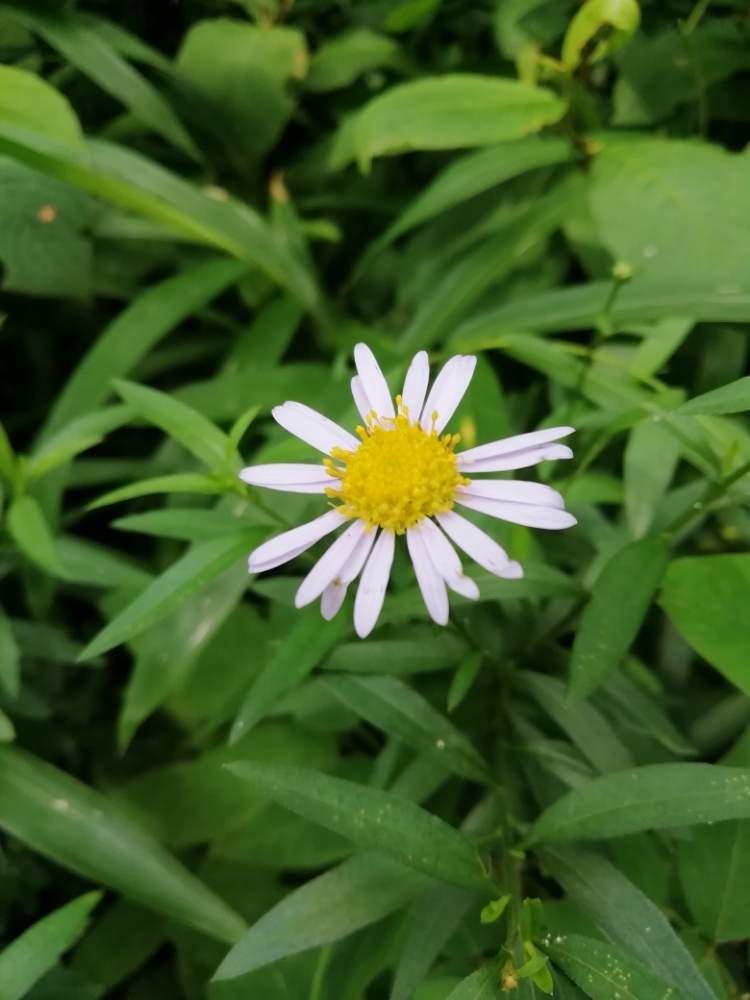 コヨメナの投稿画像 By らなさん 兵庫県と山野草と植物園と神戸市立森林植物園と白い花と道端とお散歩とキク科 月8月8日 Greensnap グリーンスナップ