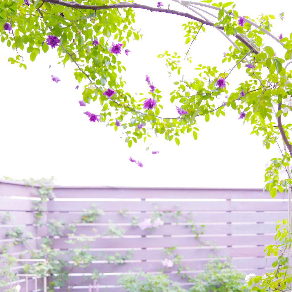 クレマチス メアリー ローズの投稿画像 By けーちゃん さん クレマチス とつるバラとおうち園芸とクレマチス メアリーローズとアーチとバルコニスト 月8月8日 Greensnap グリーンスナップ