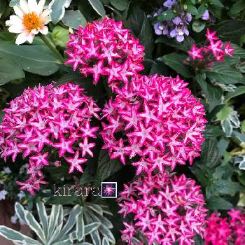 花火のような花の投稿画像一覧 Greensnap グリーンスナップ