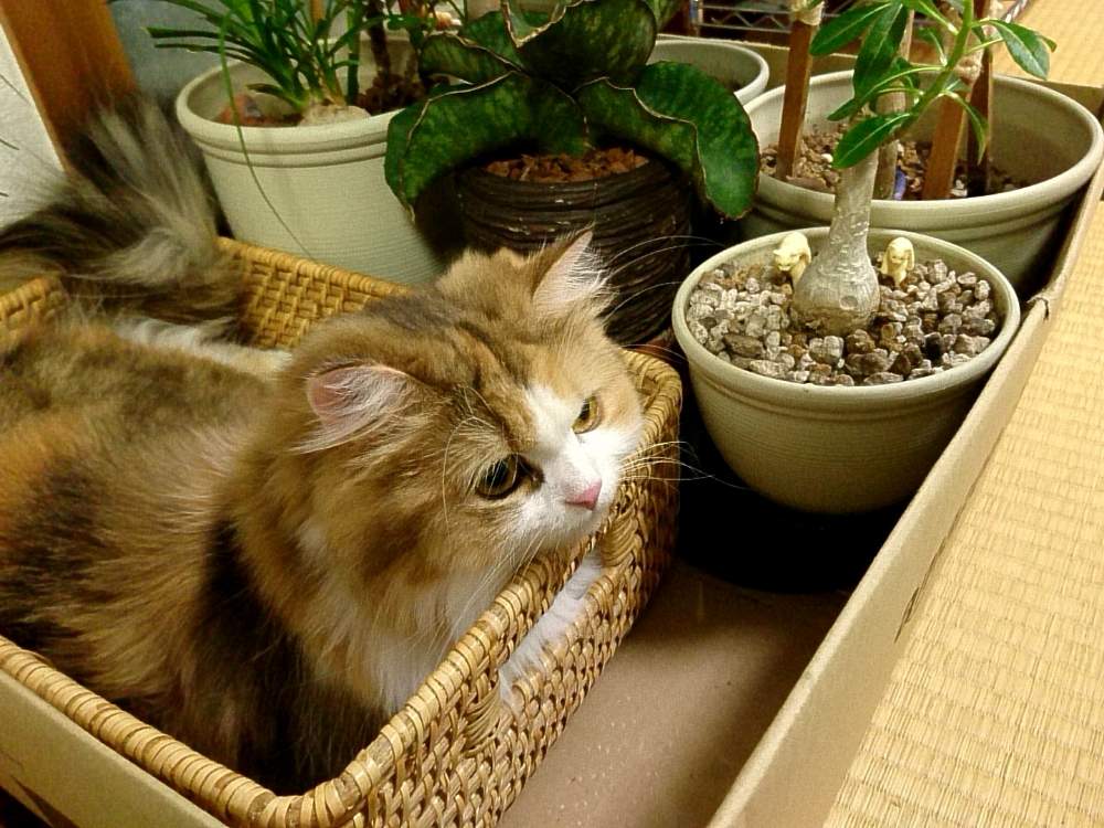 アデニウムの投稿画像 By ぐる さん ねこちゃんととっくりランと東京都と東京と屋内組と猫と植物とねこちゃん と門前仲町と猫と暮らすとサンスベリア ドラゴンウィングとねこと窓辺と東京都と東京と屋内組と猫と植物とねこちゃん と門前仲町と猫と暮らす 月8月8