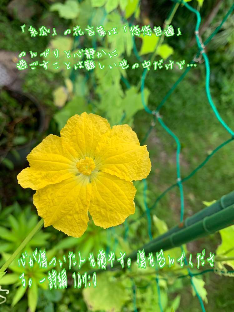 糸瓜 ヘチマ へちまの投稿画像 By Kumilletさん 節約という贅沢と聖句とおうちde菜園とグリーンカーテンと花言葉と花のある暮らし 月8月8日 Greensnap グリーンスナップ