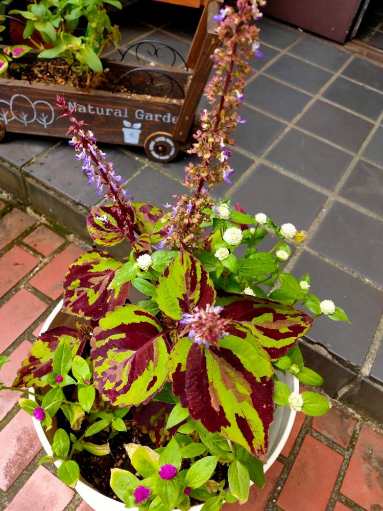 コリウスの投稿画像 By Reomamaだワンさん 千日草と寄せ植えとカラーリーフと小さい花とおうち園芸 月8月8日 Greensnap グリーンスナップ