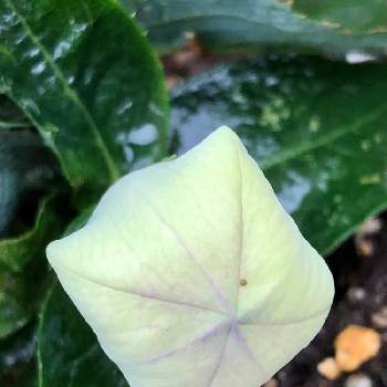 小さな花壇の宿根草の投稿画像一覧 Greensnap グリーンスナップ