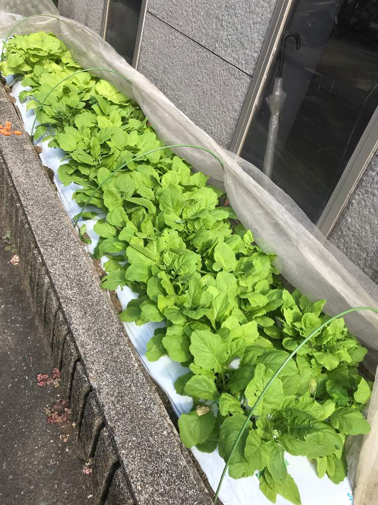 カブの投稿画像 By Goosさん 中カブと台湾小白菜と春菊とたねからの幸せと混植家庭菜園と家庭菜園と陽当たり良好と試験栽培のつもりと元気に育ってます と夏の楽しみと職場 のガーデニング部と差し入れ と家庭菜園奮闘日記と夏野菜 月8月8日 Greensnap カブの投稿画像 By Goosさん 中カブと台湾小白菜と春菊とたねからの幸せと混植家庭菜園と家庭菜園と陽当たり良好と試験栽培のつもりと元気に育ってます と夏の楽しみと職場 のガーデニング部と差し入れ と家庭菜園奮闘日記と夏野菜 月8月8日 Greensnap