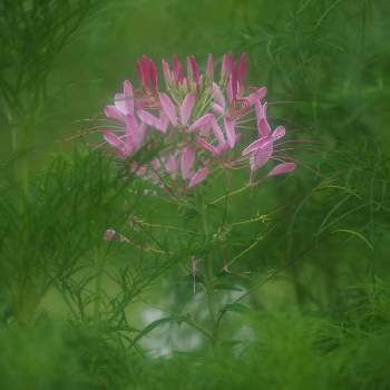 クレオメの花の画像 by 柊（しゅう）さん | お出かけ先と花の撮影と今日も暑いとクレオメの花とOLYMPUS 40-150mm F2.8 PROとOLYMPUS M1-Ⅱとミラーレス一眼