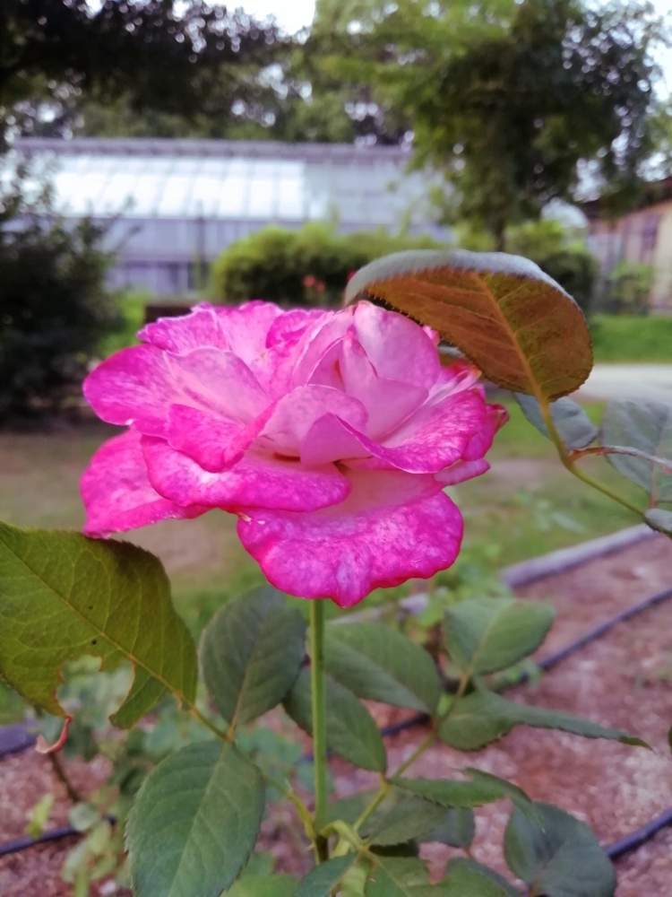 夕方の植物園 上坂部西公園 尼崎市 8 7 Greensnap グリーンスナップ