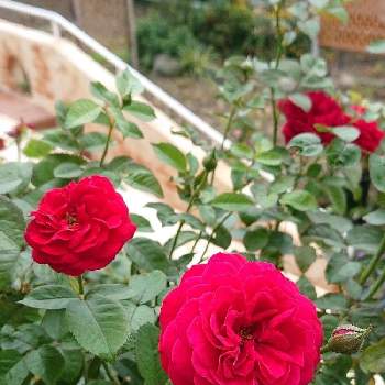 バラ ディープボルドーの画像 by ＹＵＭＩＫＯさん | 小さな庭と私の癒し♡とバラ ディープボルドーと薔薇愛同盟と花が好き❤と大好きとおうち園芸とお花に癒されてと植中毒と薔薇が好き❤と花のある暮らしといい色♡