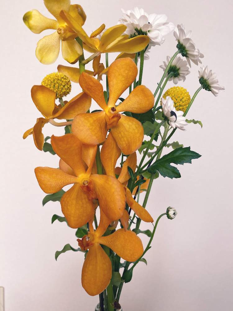 花のある暮らしの投稿画像 By かずさん 花は癒しとモカラ 月8月8日 Greensnap グリーンスナップ 花のある暮らしの投稿画像 By かずさん 花は癒しとモカラ 月8月8日 Greensnap グリーンスナップ