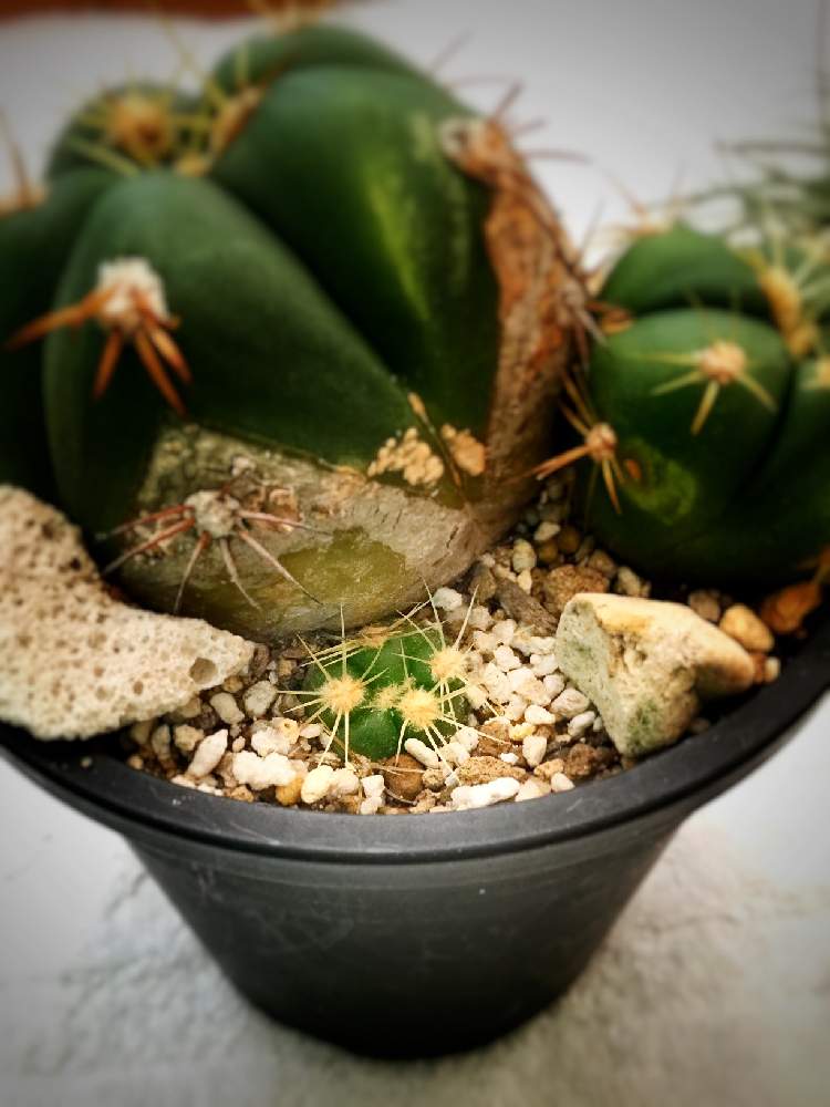 ペンタカンサの投稿画像 By Cohさん サボテン科と西側ベランダと日当たり良好と子株と小さいとかわいい 月8月8日 Greensnap グリーンスナップ