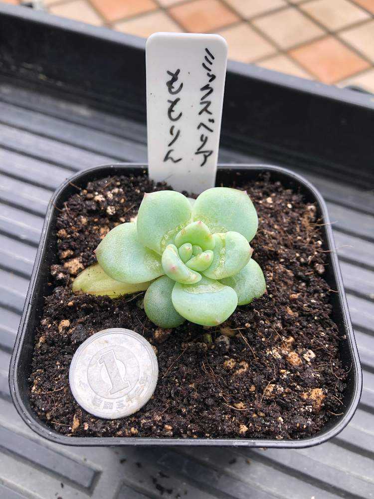 ミックスベリア ももりん 成長記録🌱｜🍀GreenSnap（グリーンスナップ）