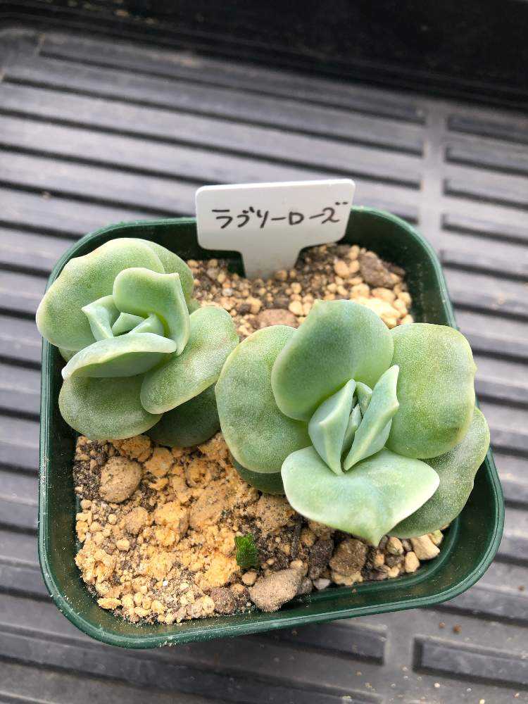 ラブリーローズ の記録 Greensnap グリーンスナップ ラブリーローズ の記録 Greensnap グリーンスナップ