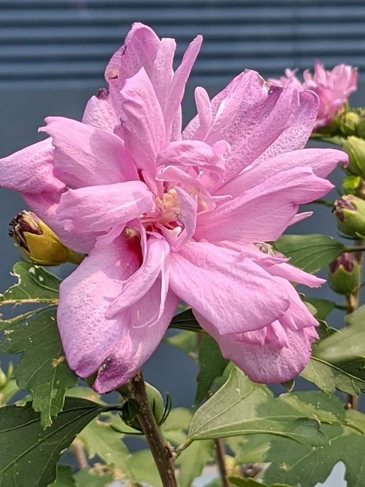 槿 ﾑｸｹﾞ 八重咲き ピンクの投稿画像 By チキさん 月8月8日 Greensnap グリーンスナップ