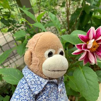 春から夏の投稿画像一覧 Greensnap グリーンスナップ 春から夏の投稿画像一覧 Greensnap グリーンスナップ