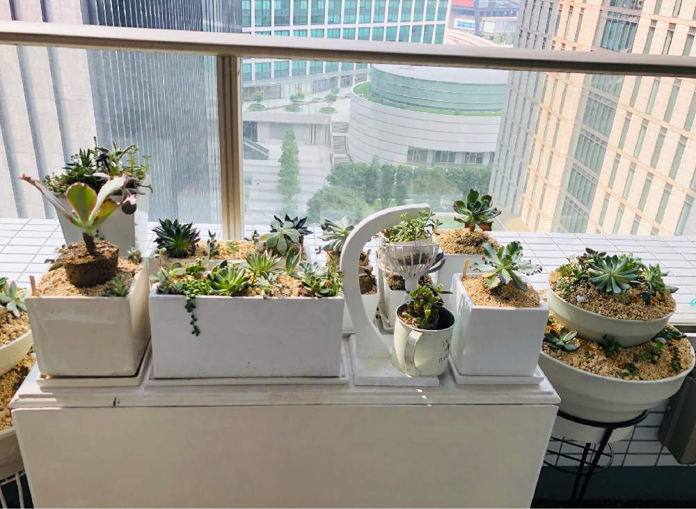 多肉植物の投稿画像 By Sandyのgardenさん ベランダ多肉と多肉タワー 月8月8日 Greensnap グリーンスナップ 多肉植物の投稿画像 By Sandyのgardenさん ベランダ多肉と多肉タワー 月8月8日 Greensnap グリーンスナップ