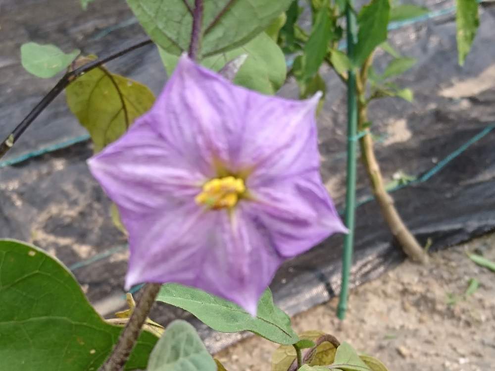 なすびの投稿画像 By 希 さん 花のある暮らしとおうち園芸とおうちde菜園 月8月8日 Greensnap グリーンスナップ