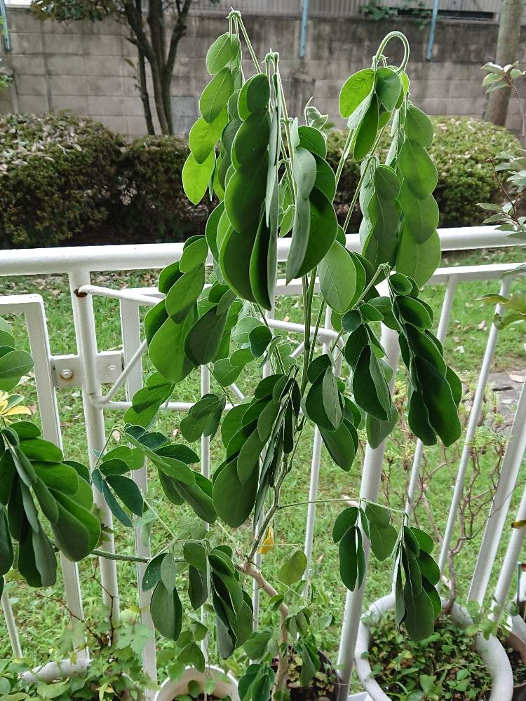 モンキーポッドの投稿画像 By 花泥棒さん 一 郎と早寝遅起きとねむの木です 月8月8日 Greensnap グリーンスナップ