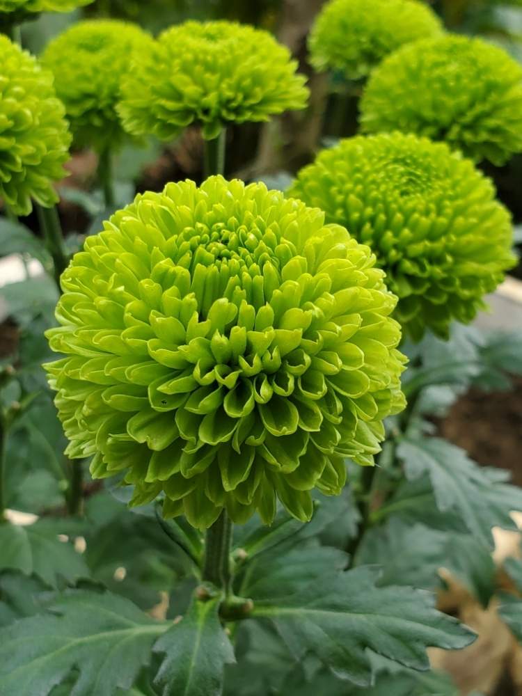 ピンポンマムの投稿画像 By かっしーははさん ポンポン咲きのマムとさし芽と庭の花とおうち園芸とお部屋に飾るとイングリッシュガーデン 月8月8日 Greensnap グリーンスナップ