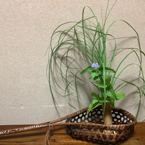 西洋フジバカマ,カルカヤ,生け花,和風の庭,母の庭の画像