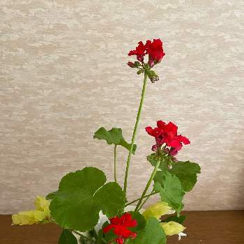 ベロペロネ 小海老草の投稿画像一覧 Greensnap グリーンスナップ