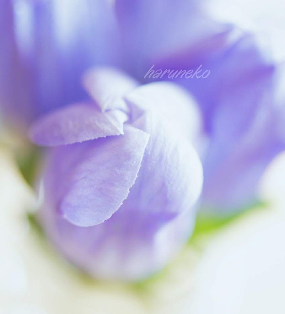 Eosの投稿画像 By 春猫さん 一眼レフと花のある暮らしとかわいいな とふんわりとカメラ好き 月8月8日 Greensnap グリーンスナップ Eosの投稿画像 By 春猫さん 一眼レフと花のある暮らしとかわいいな とふんわりとカメラ好き 月8月8日 Greensnap グリーンスナップ