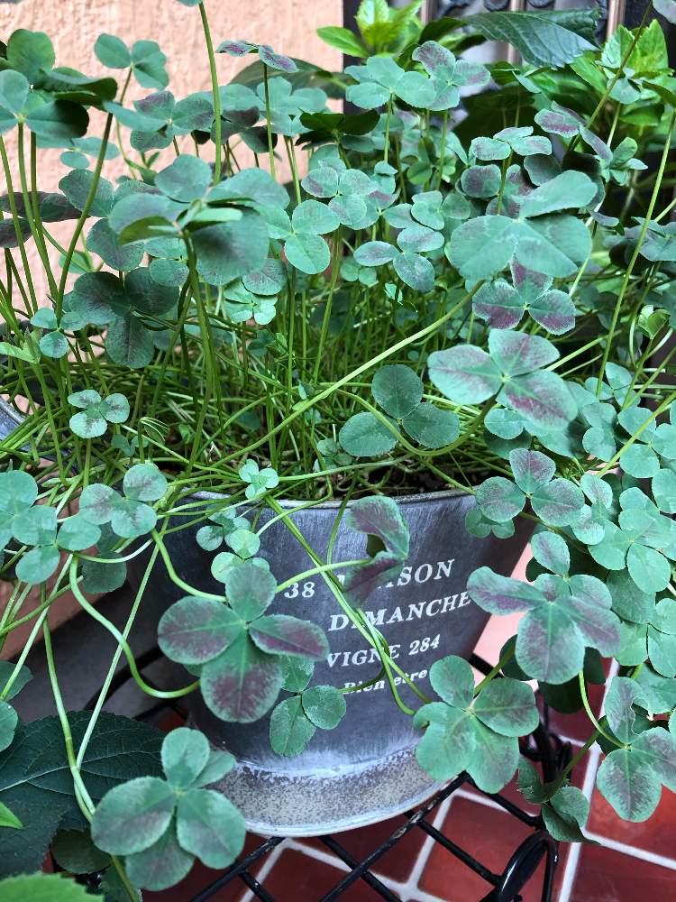 クローバーティントセピアの投稿画像 By のーこさん 半日陰と軒下と真夏 月8月8日 Greensnap グリーンスナップ