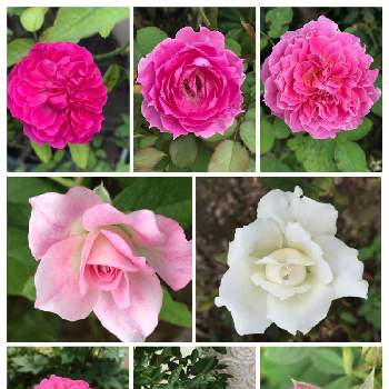 バラの小道の画像 by pipiさん | 広い庭とバラの小道とピンクの薔薇とピンクの花とおうち園芸と今日のお花と我家の花達と花のある暮らし