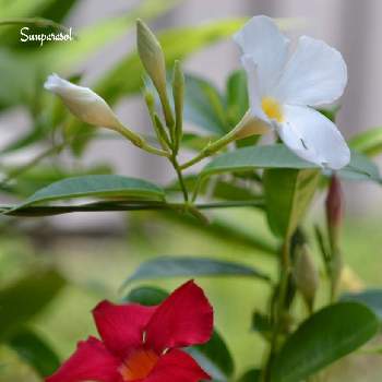 サンパラソル クリアホワイトの画像 by しまさん | 小さな庭とサンパラソル クリアホワイトとサンパラソル スカーレットと赤い花と白い花