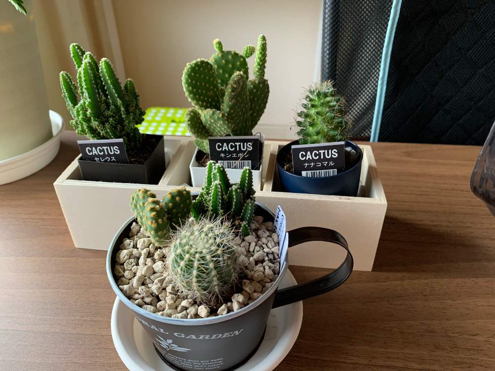 セレウスの投稿画像 By ちきさん キンエボシとナナコマルと多肉植物とサボテン科とお買い物とダイソーとおうち園芸とキャンドゥ産とキャンドゥ 月8月8日 Greensnap グリーンスナップ