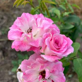 ピンクアイスバーグ☆の画像 by taikouさん | 花のある暮らしとピンクアイスバーグ☆とばら バラ 薔薇