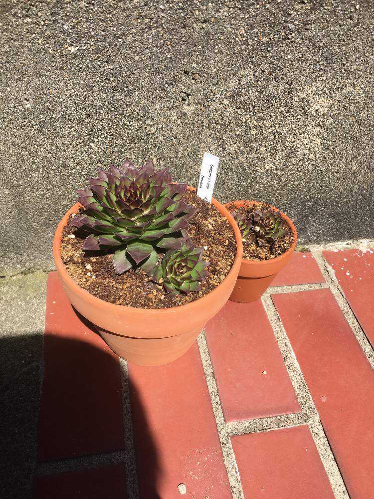 センペルビウム まとめ Greensnap グリーンスナップ