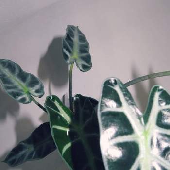 葉を拭くの投稿画像一覧 Greensnap グリーンスナップ