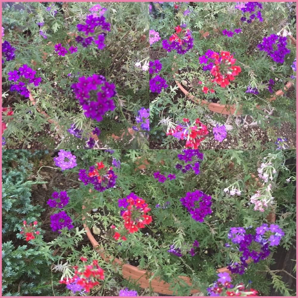 むらさき の投稿画像 By サッチンさん 仕事の帰り道と八月の花とバーベナ タピアンとむらさき と仕事の帰り道と八月の花 月8月8日 Greensnap グリーンスナップ Greensnap グリーンスナップ