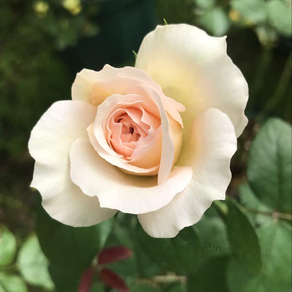 バラ プリンセスヴェールの投稿画像 By Wk Tkさん 薔薇愛同盟と薔薇のある暮らし とおうち園芸とバラと夢clubとバラ科と鉢植えとピンク色の花とばら 薔薇 バラとバラ ミニバラとバラを楽しむとiphone撮影と薔薇の花とコルデス 月8月8日 Greensnap