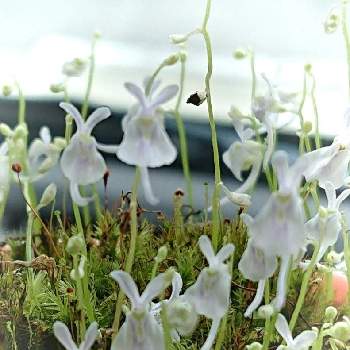 苔の仲間の画像 by ＊if＊さん | 8月の花と癒されますと花のある暮らしと白い花と苔の仲間