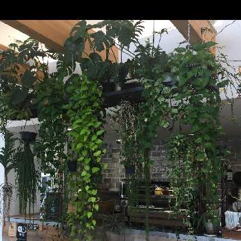 カフェコーナーの画像 by Kumiさん | カフェコーナーとナチュラルガーデンに憧れてとおしゃれ✨と素敵✨✨✨とカフェガーデンに憧れると観葉植物✨と観葉植物がスキと隠れカフェとかわいい❤