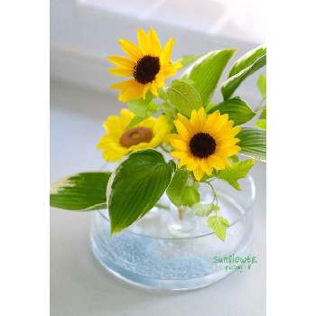 夏の生花の投稿画像一覧 Greensnap グリーンスナップ