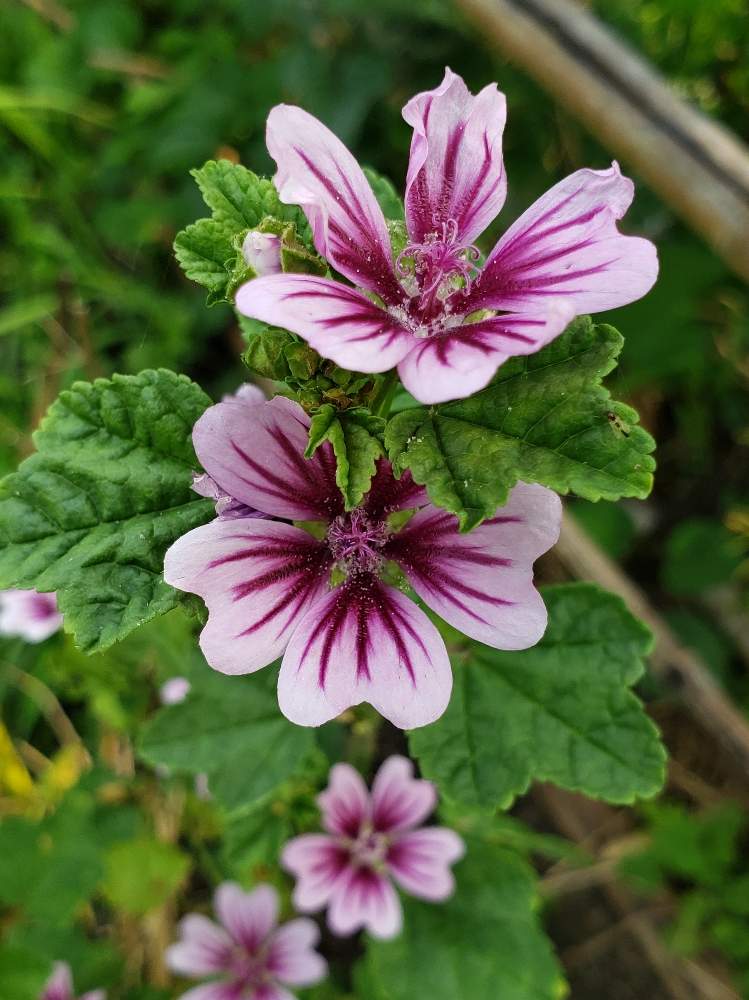 ウスベニアオイの投稿画像 By よっしさん 開花とご近所さんぽ と山野草と季節の花とおでかけ先とあぜ道とみちばたと花のある暮らしとお散歩と四季の風景とgreen Up 月8月9日 Greensnap グリーンスナップ