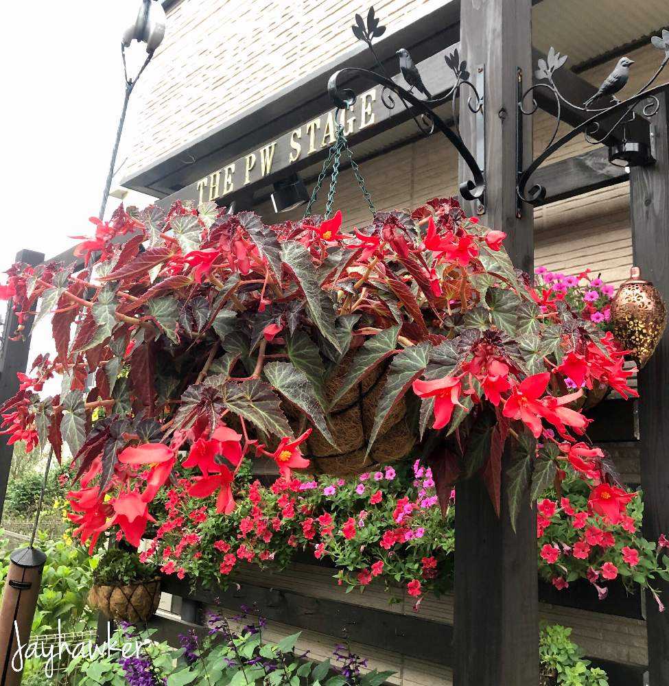 球根ベゴニア サマーウイングの投稿画像 By Jayhawkerさん Pwとアイアンフック ニワトリフォトとおうちで楽しむ夏の草花フォトコンとガーデリンクとpwプルーブンウィナーズとpwうえましたとproven Winnersとおうちを彩る花と ベゴニアサマーウィングとpwステージとpw