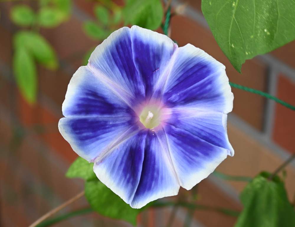 アサガオの投稿画像 By てもさん 朝顔と夏の花と花のある暮らしと青紫の花とおうち園芸 月8月9日 Greensnap グリーンスナップ
