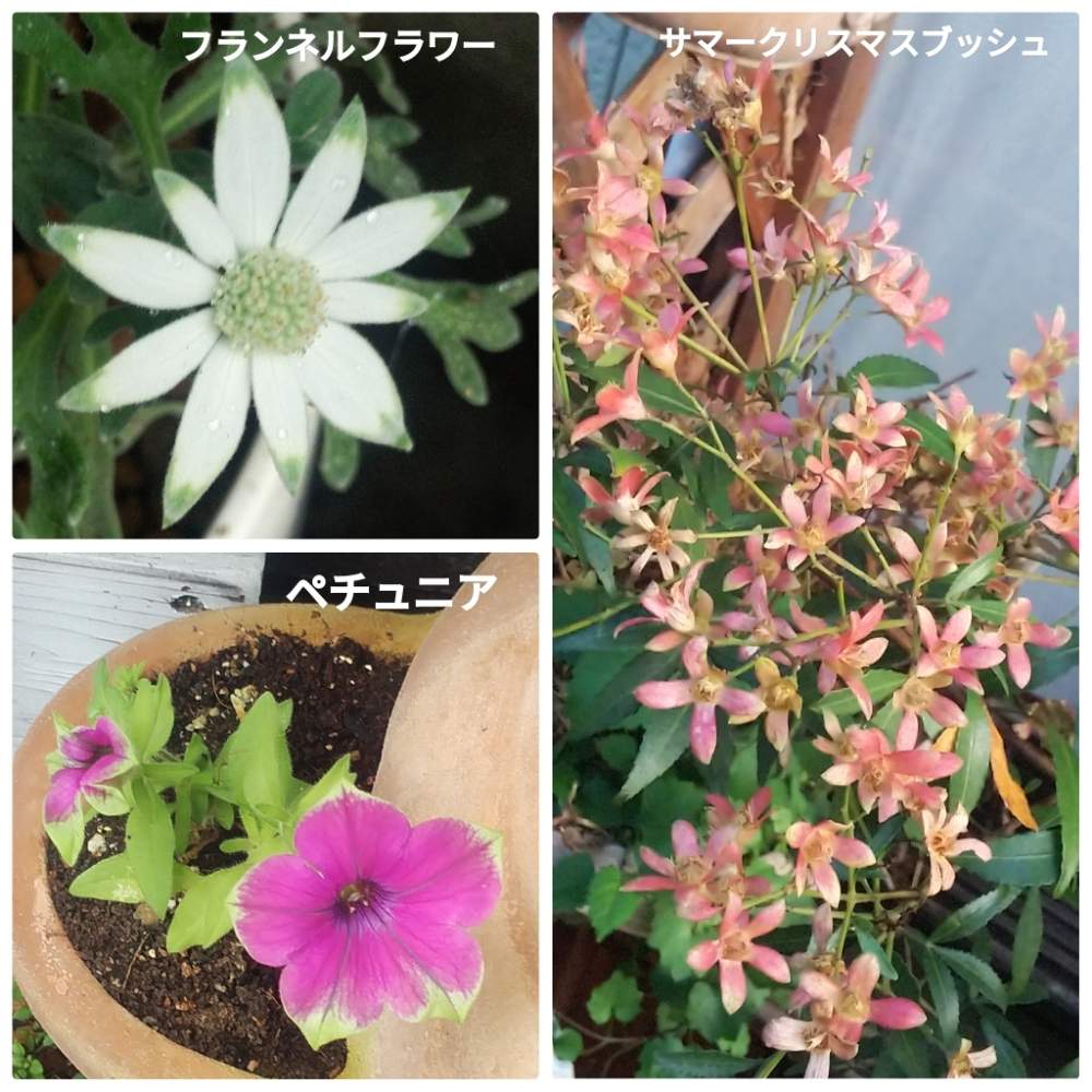 フランネルフラワー の投稿画像 By メリーさん ペチュニア挿し木と花木とおうち園芸とサマークリスマスブッシュ と鉢植えと花のある暮らし 月8月9日 Greensnap グリーンスナップ フランネルフラワー の投稿画像 By メリーさん ペチュニア挿し木と花木とおうち園芸とサマークリスマスブッシュ と鉢植えと花のある暮らし 月8月9日 Greensnap グリーンスナップ