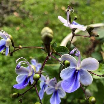 ブルーバタフライの画像 by まみーさん | 小さな庭とブルーバタフライと花のある暮らし