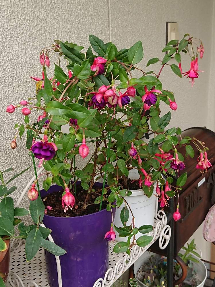 ｃｕｐｋｉさんの投稿画像 月8月9日 Greensnap グリーンスナップ