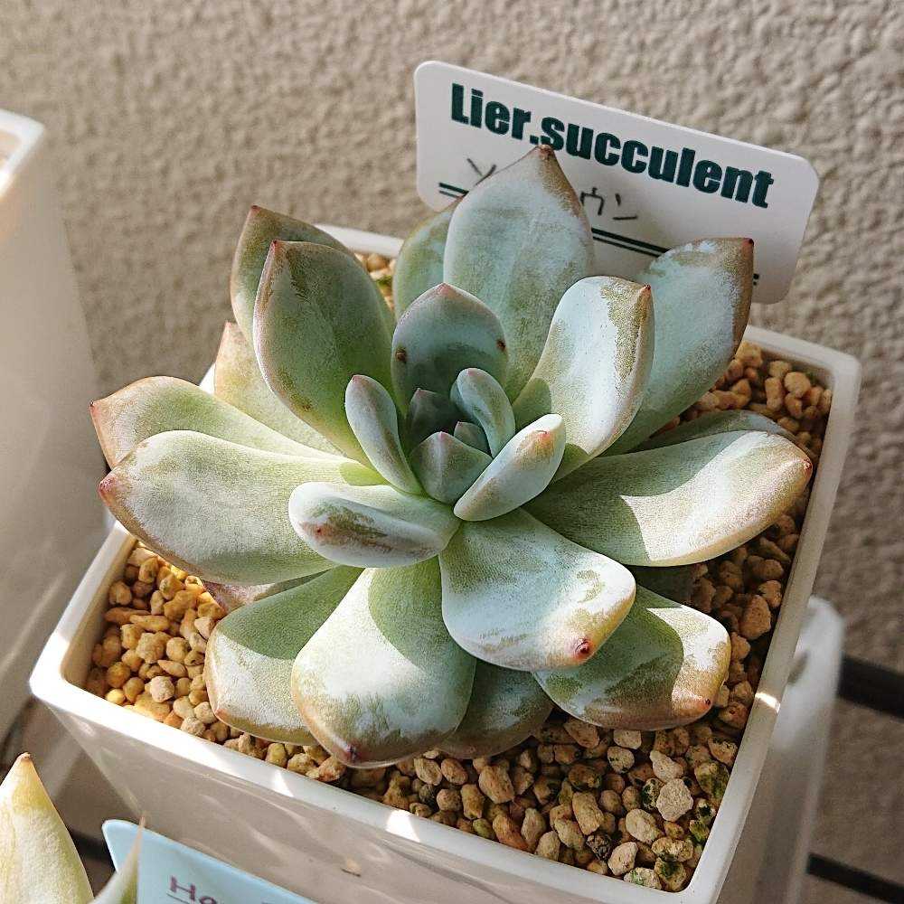 ソンヨウン(キメコレ)｜🍀GreenSnap（グリーンスナップ）